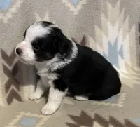 Black Tri M, a male Toy Australian Shepherd for sale in Fort Morgan, CO – 3 of 7