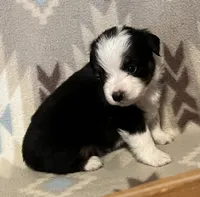 Black Tri M, a male Toy Australian Shepherd for sale in Fort Morgan, CO – 5 of 7