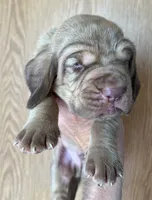 Red L M 4, a male Bloodhound for sale in Fort Morgan, CO – 3 of 5