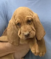 Red LM6, a male Bloodhound for sale in Fort Morgan, CO – 5 of 7