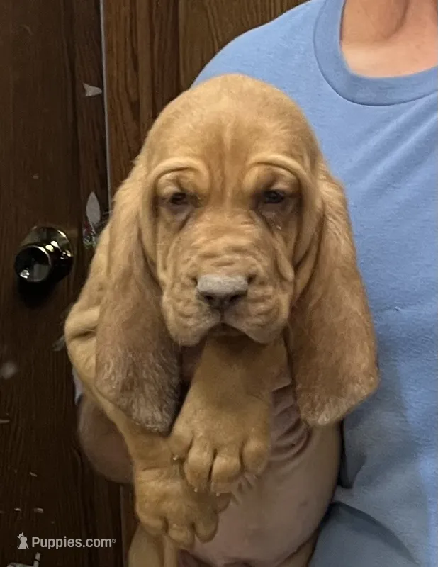 Red L M4 – Bloodhound puppy for sale in Fort Morgan, CO