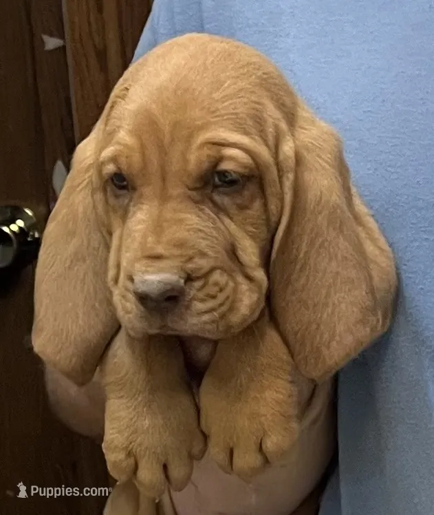 Red LM6 – Bloodhound puppy for sale in Fort Morgan, CO
