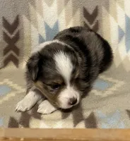 Blue Merle M, a male Toy Australian Shepherd for sale in Fort Morgan, CO – 5 of 7