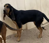 Girl, a female Bloodhound for sale in Fort Morgan, CO – Photo 3 of 4