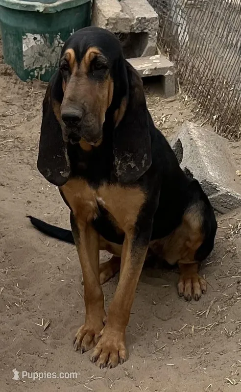 Girl – Bloodhound puppy for sale in Fort Morgan, CO