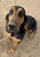 Girl, a female Bloodhound for sale in Fort Morgan, CO – Photo 4 of 4