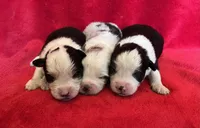 processed/bdb99fb6-fa5e-4921-bfeb-d9a2f5aa4bab/listing/2a5bc2d3-1750-4f9c-9082-dab73f72dd61/ad7188c3-9202-4bc7-8001-1617f4c07a82