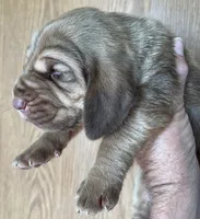 Red L M 4, a male Bloodhound for sale in Fort Morgan, CO – 2 of 5