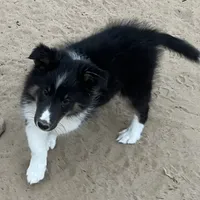 Hope TM, a male Shetland Sheepdog for sale in Fort Morgan, CO – Photo 3 of 9