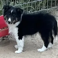 Hope TM, a male Shetland Sheepdog for sale in Fort Morgan, CO – Photo 4 of 9