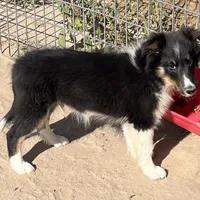 Hope TM, a male Shetland Sheepdog for sale in Fort Morgan, CO – Photo 5 of 9