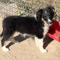 Hope TM, a male Shetland Sheepdog for sale in Fort Morgan, CO – Photo 9 of 9