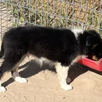 Hope TM, a male Shetland Sheepdog for sale in Fort Morgan, CO – Photo 8 of 9