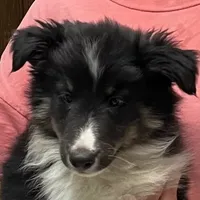 Hope TM, a male Shetland Sheepdog for sale in Fort Morgan, CO – Photo 2 of 9