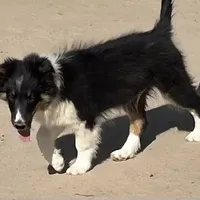Hope TM, a male Shetland Sheepdog for sale in Fort Morgan, CO – Photo 6 of 9