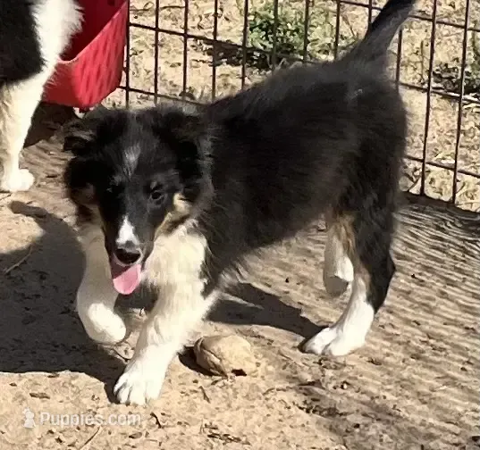 Hope TM – Shetland Sheepdog puppy for sale in Fort Morgan, CO