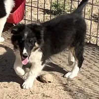 Hope TM, a male Shetland Sheepdog for sale in Fort Morgan, CO – Photo 1 of 9