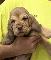 Liver and Tan F, a female Bloodhound for sale in Fort Morgan, CO – 2 of 5