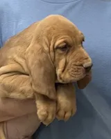 Red LM6, a male Bloodhound for sale in Fort Morgan, CO – 4 of 7