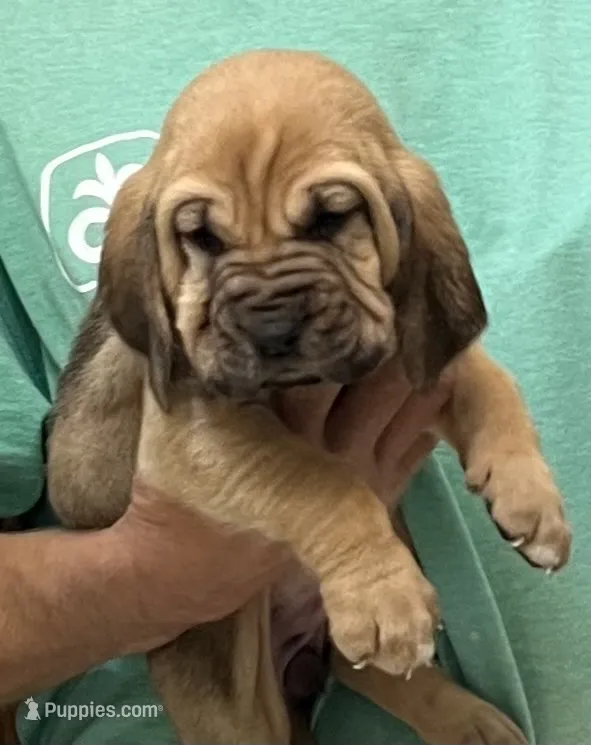 Red F – Bloodhound puppy for sale in Fort Morgan, CO