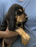 Black and Tan F, a female Bloodhound for sale in Fort Morgan, CO – 3 of 4