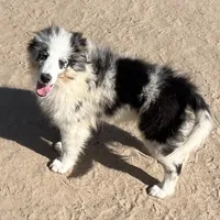 Hope BMM1, a male Shetland Sheepdog for sale in Fort Morgan, CO – Photo 9 of 9