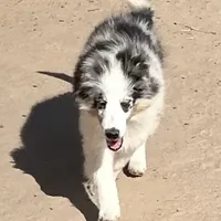 Hope BMM1, a male Shetland Sheepdog for sale in Fort Morgan, CO – Photo 6 of 9