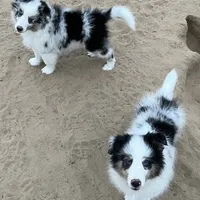 Hope BMM1, a male Shetland Sheepdog for sale in Fort Morgan, CO – Photo 4 of 9