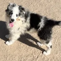 Hope BMM1, a male Shetland Sheepdog for sale in Fort Morgan, CO – Photo 7 of 9