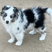 Hope BMM1, a male Shetland Sheepdog for sale in Fort Morgan, CO – Photo 5 of 9