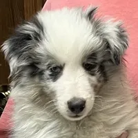 Hope BMM1, a male Shetland Sheepdog for sale in Fort Morgan, CO – Photo 2 of 9