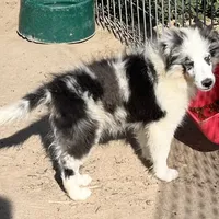 Hope BMM1, a male Shetland Sheepdog for sale in Fort Morgan, CO – Photo 8 of 9