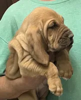 Pending, a female Bloodhound for sale in Fort Morgan, CO – 4 of 5