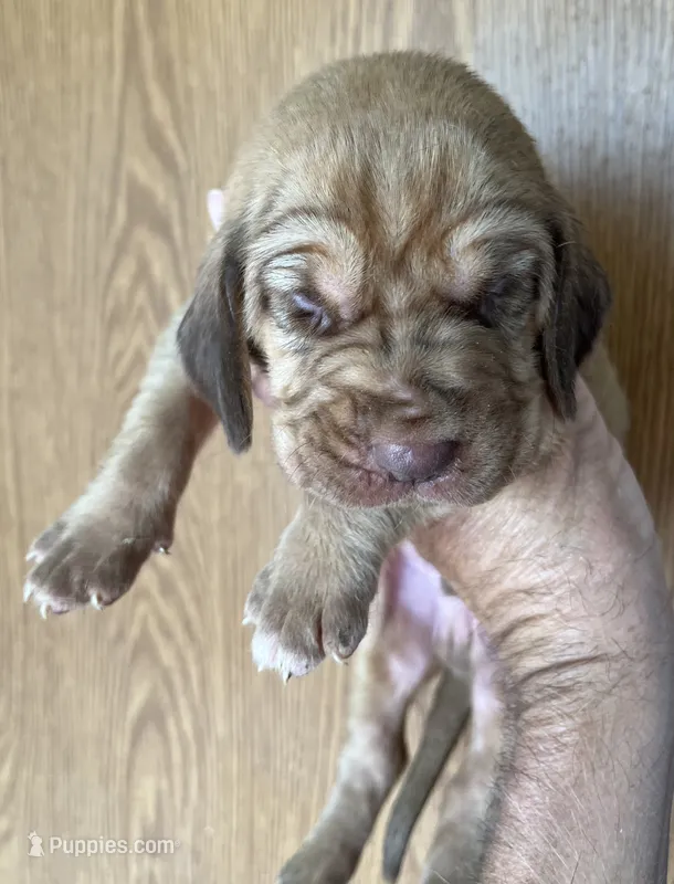 Red LM8 – Bloodhound puppy for sale in Fort Morgan, CO