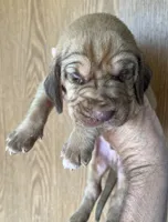 Red LM8, a male Bloodhound for sale in Fort Morgan, CO – 1 of 4