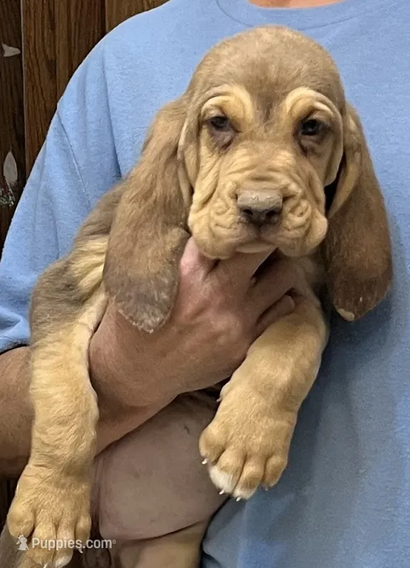 Liver and Tan F – Bloodhound puppy for sale in Fort Morgan, CO