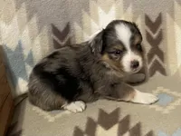 Blue Merle M, a male Toy Australian Shepherd for sale in Fort Morgan, CO – 7 of 7