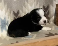 Black Tri M, a male Toy Australian Shepherd for sale in Fort Morgan, CO – 4 of 7