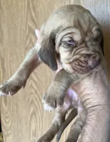 Red LM8, a male Bloodhound for sale in Fort Morgan, CO – 2 of 4