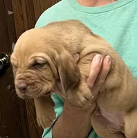 Red Liver M2, a male Bloodhound for sale in Fort Morgan, CO – 6 of 6