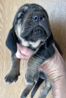 B&T M, a male Bloodhound for sale in Fort Morgan, CO – 3 of 3