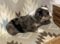 Blue Merle M, a male Toy Australian Shepherd for sale in Fort Morgan, CO – 2 of 7