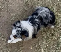 Harlee, a female Toy Australian Shepherd for sale in Fort Morgan, CO – Photo 6 of 7