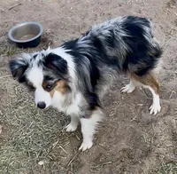 Harlee, a female Toy Australian Shepherd for sale in Fort Morgan, CO – Photo 4 of 7
