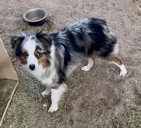 Harlee, a female Toy Australian Shepherd for sale in Fort Morgan, CO – Photo 2 of 7
