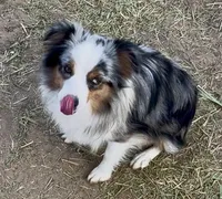 Harlee, a female Toy Australian Shepherd for sale in Fort Morgan, CO – Photo 7 of 7