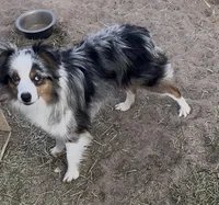 Harlee, a female Toy Australian Shepherd for sale in Fort Morgan, CO – Photo 3 of 7