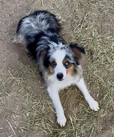 Harlee, a female Toy Australian Shepherd for sale in Fort Morgan, CO – Photo 5 of 7