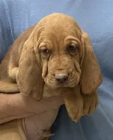 Red LM6, a male Bloodhound for sale in Fort Morgan, CO – 2 of 7