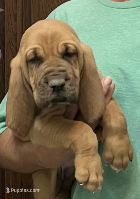 Pending – Bloodhound puppy for sale in Fort Morgan, CO